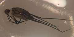 Trepobates pictus 2 by Fredlyfish4. Used under a CC BY-SA 4.0 license.