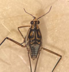 Trepobates taylori by Fredlyfish4. Used under a CC BY 4.0 license.