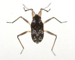 Microvelia americana by Merchantor. Used under a CC BY-SA 4.0 license.