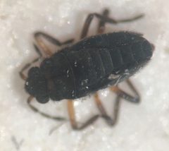 Microvelia austrina by Fredlyfish4. Used under a CC BY-SA 4.0 license.