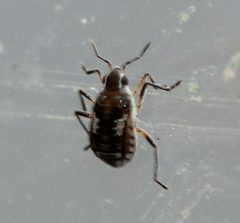 Microvelia pulchella by Even Dankowicz. Used under a CC BY 4.0 license.