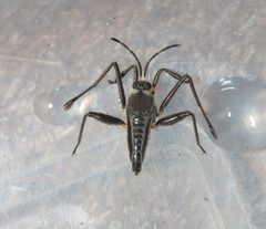 Rhagovelia distincta by James Bailey. Used under a CC BY 4.0 license.