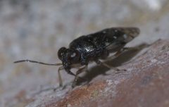 Micracanthia humilis P1500156a by 
xpda. Used under a CC BY-SA 4.0 license.