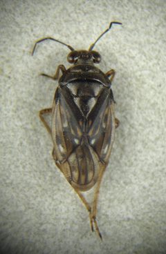 Saldula opacula by Petri Metsälä. Used under a Copyrighted free use license.