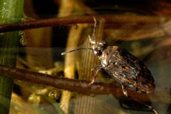Saldula.saltatoria by James K. Lindsey. Used under a CC BY-SA 3.0 license.