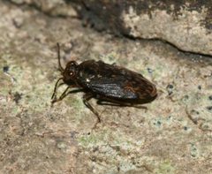 Saldula.saltatoria1 by Sandy Rae. Used under a CC BY-SA 3.0 license.