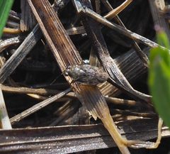 Saldula saltatoria 34228696 by Lorin Timaeus. Used under a CC BY 4.0 license.