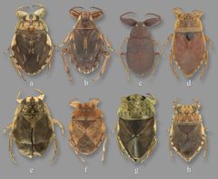 Sous-famillles Naucoridae Sites 2021 zlab105f0010 by Robert W Sites. Used under a CC BY-SA 4.0 license.