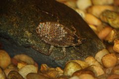 GiantWaterBug AbedusHerberti by Ltshears. Used under a CC BY-SA 3.0 license.