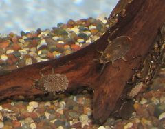 Giant Water Bugs 001 by Ltshears. Used under a Public domain license.