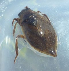 Abedus immaculatus 30040287 by Even Dankowicz. Used under a CC BY 4.0 license.