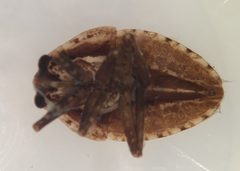Abedus immaculatus nymph 1 by Fredlyfish4. Used under a CC BY-SA 4.0 license.