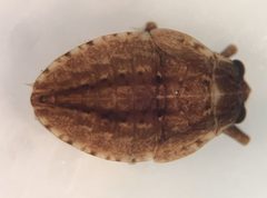 Abedus immaculatus nymph 2 by Fredlyfish4. Used under a CC BY-SA 4.0 license.
