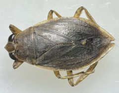Belostoma confusum MP Calhoun County TX US by Matthew Pintar. Used under a CC BY 4.0 license.