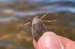 Belostoma flumineum ae28 Sand Lake WI-US by aeshnidae28. Used under a CC BY 4.0 license.