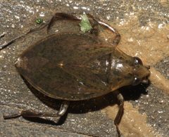 Belostoma lutarium - inat 207709351 by {{{name}}}. Used under a CC BY-SA 4.0 license.
