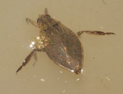 Belostoma lutarium - inat 207737411 by {{{name}}}. Used under a CC BY-SA 4.0 license.