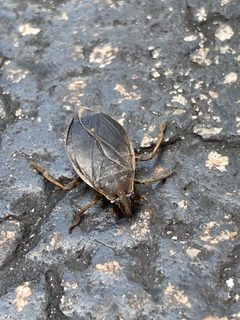 Belostoma lutarium JF Pembroke Pines FL US by Jade Fortnash. Used under a CC0 license.