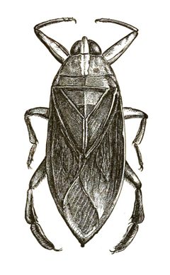 Belostoma icon by Alpheus Hyatt and J.M. Arms. Used under a Public domain license.