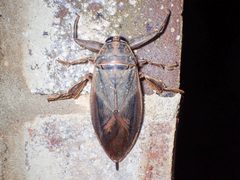 Benacus griseus by John P. Friel. Used under a CC BY 4.0 license.