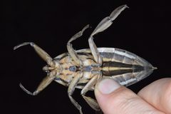 Benacus griseus ventral by Dan Johnson. Used under a CC BY 4.0 license.