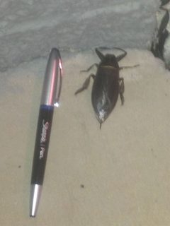 Giant Waterbug by Rw6612. Used under a CC BY-SA 3.0 license.