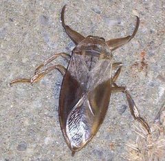 Lethocerus americanus23 by MyName (Big iron (talk)). Used under a CC BY-SA 3.0 license.