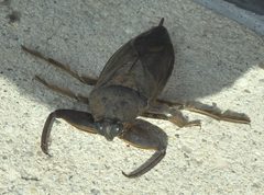 Lethocerus uhleri P1000840a by 
xpda. Used under a CC BY-SA 4.0 license.