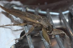 Lethocerus uhleri P1100097b by 
xpda. Used under a CC BY-SA 4.0 license.