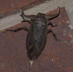 Lethocerus uhleri P1100130b by 
xpda. Used under a CC BY-SA 4.0 license.