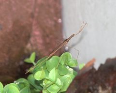 Brown water scorpion by Greg Hume. Used under a CC BY-SA 4.0 license.