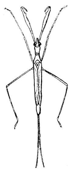 PSM V43 D546 Ranatra Fusca by Unknown authorUnknown author. Used under a Public domain license.