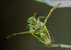 Backswimmer Notonectidae by Olaf Nelson. Used under a CC BY-SA 4.0 license.