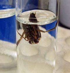 Notonecta irrorata by Fredlyfish4. Used under a CC BY-SA 3.0 license.