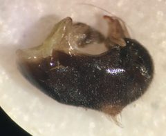 Notonecta lunata genital capsule by Fredlyfish4. Used under a CC BY-SA 4.0 license.