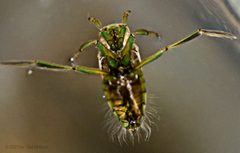 Backswimmer Notonectidae Wisconsin by Olaf Nelson. Used under a CC BY-SA 4.0 license.