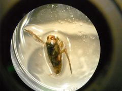 Notonecta backswimmer17 by Mcdougall123. Used under a CC BY-SA 3.0 license.
