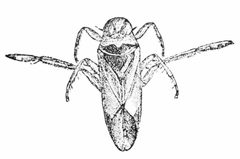 PSM V45 D464 Undulating backswimmer by Unknown authorUnknown author. Used under a Public domain license.