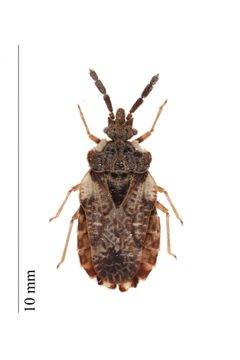 Aradus depressus by Iwan Van Hoogmoed. Used under a CC BY 3.0 license.