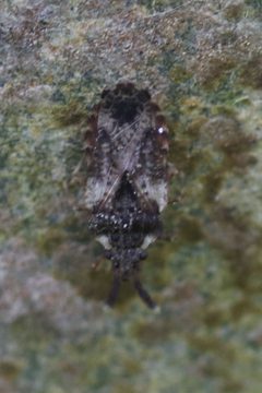 Aradus depressus 197547722 by Michel Langeveld. Used under a CC BY-SA 4.0 license.