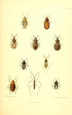 SaundersHemipteraHeteropteraBritishIslandsPlate13 by Edward Saunders. Used under a Public domain license.