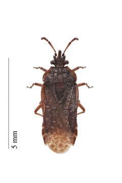 Aradus laeviusculus by Iwan Van Hoogmoed. Used under a CC BY 3.0 license.