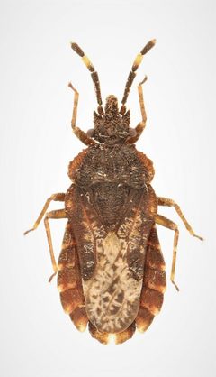 Aradus similis 271941815 by Nick Bédard. Used under a CC0 license.