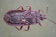 Brachyrhynchus membranaceus 176595449 by Judá Isaí Martínez Uribe. Used under a CC BY 4.0 license.