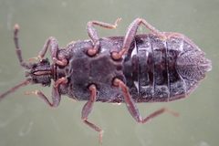 Brachyrhynchus membranaceus 176595468 by Judá Isaí Martínez Uribe. Used under a CC BY 4.0 license.