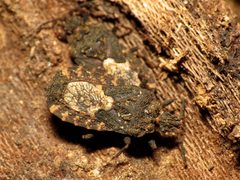 Flat Bugs - Flickr - treegrow by Katja Schulz from Washington, D. C., USA. Used under a CC BY 2.0 license.