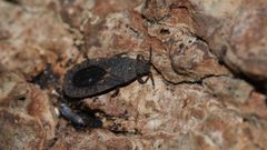 Neuroctenus hopkinsi 111451808 by Nathan Jones. Used under a CC BY 4.0 license.