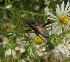 Alydus eurinus. asters by Beatriz Moisset. Used under a CC BY-SA 4.0 license.