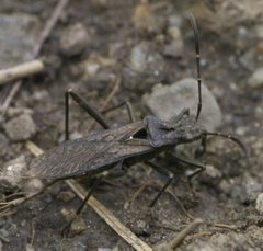 Alydus scutellatus P1520225a by 
xpda. Used under a CC BY-SA 4.0 license.