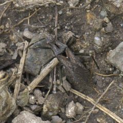 Alydus scutellatus P1520226a by 
xpda. Used under a CC BY-SA 4.0 license.